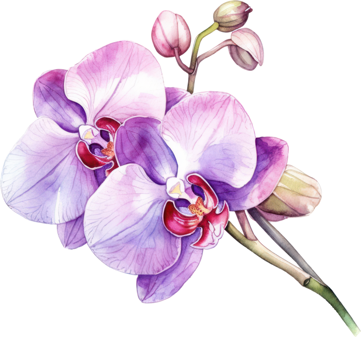 Purple Orchid flower watercolor illustration