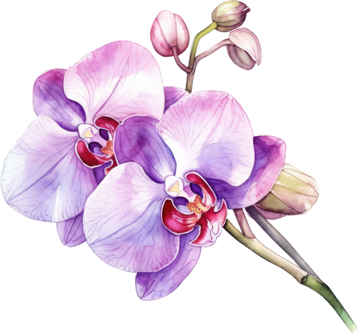 Purple Orchid flower watercolor illustration